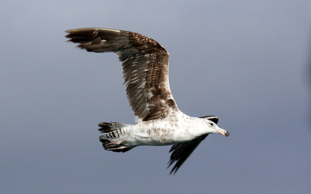 Looks like a young sea gull