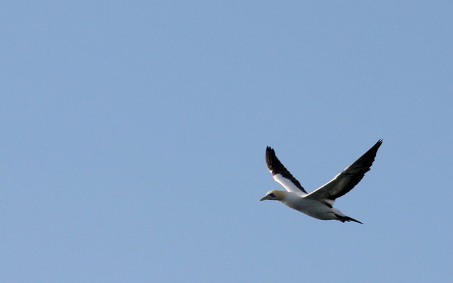 Cape Gannet