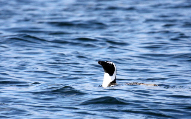 African Penguin