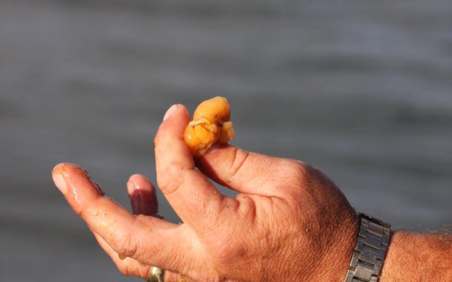 Red bait from the Kelp