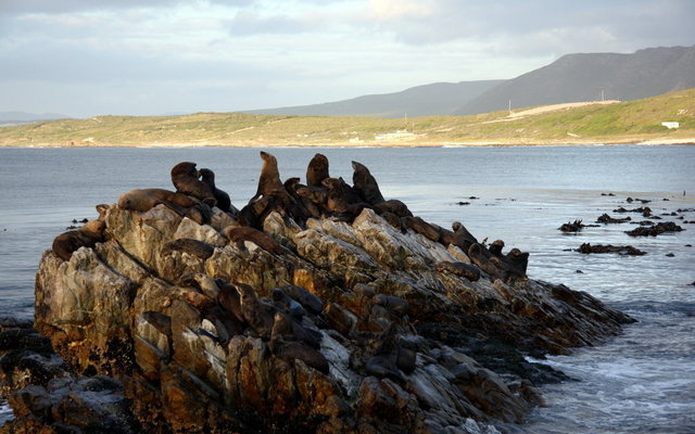Seal Colony