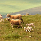 Lambs at Springtime 