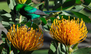 Bird Watching in Greyton