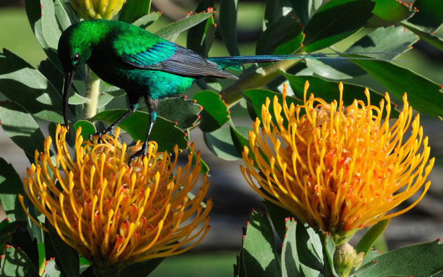 MalachitePincushion_high_res_1 MalachitePincushion_high_res_1