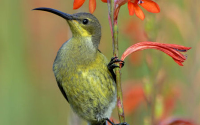 bird_flower_kock_highres bird_flower_kock_highres