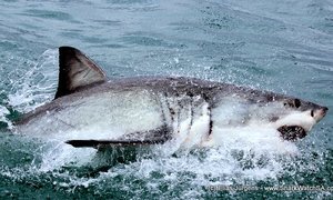 Shark armor... what is special about shark skin?