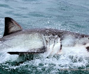 Shark armor... what is special about shark skin?