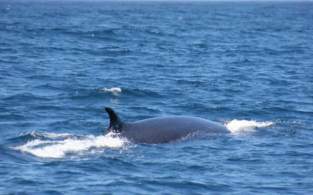 Brydes Whale