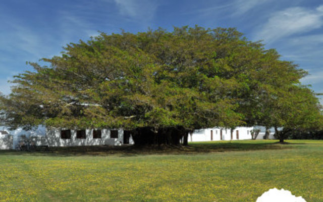 PS_FigTree_1 PS_FigTree_1