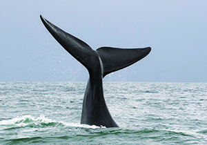 10 Things you didn't know about Romansbaai Beach & Fynbos Estate