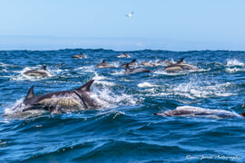 Dolphin sightings near Dyer Island, Gansbaai