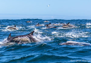 Dolphin sightings near Dyer Island, Gansbaai