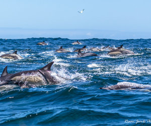 Dolphin sightings near Dyer Island, Gansbaai