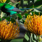 Malachite Sunbird