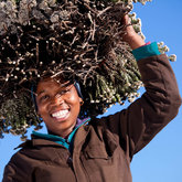 Sustainable Harvesting of fynbos