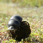 Insects in the Overberg