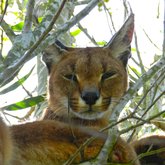 Animals in the Overberg