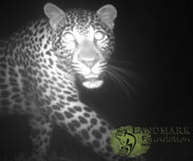 Connecting leopard habitat in WCape needed