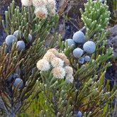 Fauna & Flora at HaesFarm