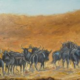 Gansbaai - Petro Shingalana - Blue Wildebeest