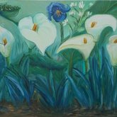 Gansbaai - Petro Shingalana - Cape Lillies - W:840×H590