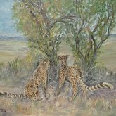 Cheetahs looking for supper R2500 (W:300xH:240)