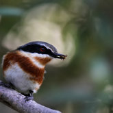 Cape Batis at Felicita Farm