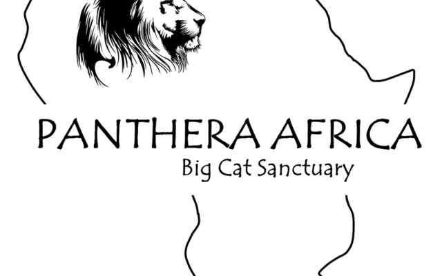 Panthera Africa Opening Panthera Africa Opening