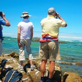 Seal watching Quoin Point