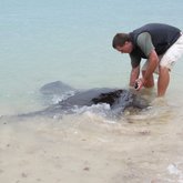 Feeding Sting-ray in Struisbaai Harbour