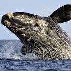 Animal Planet & Ivanhoe Sea Safaris - Walker Bay, Gansbaai Animal Planet & Ivanhoe Sea Safaris - Walker Bay, Gansbaai