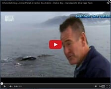 Animal Planet partners with Ivanhoe Sea Safaris