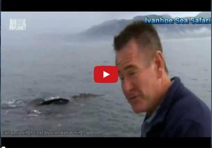 Animal Planet partners with Ivanhoe Sea Safaris