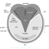 Diagram of the sole - hoof