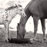 Permanent residents on Hemelsbreed 3