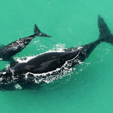 De Hoop Marine protected area celebrates 30 years this year - De Hoop Collection - Xplorio™ Bredasdorp