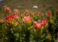 1. Harold Porter Botanical Garden