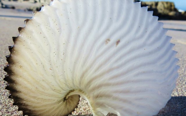 Paper Nautilus shell Paper Nautilus shell