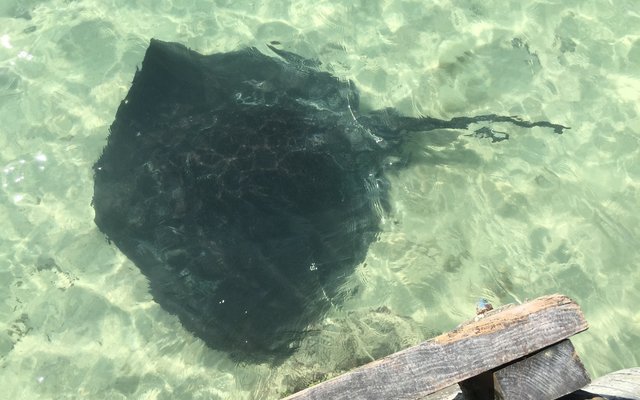 String-ray at Struisbaai