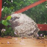 Owlet in the Agulhas National park