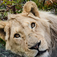 Stanford - Panthera Africa Big Cat Sanctuary - Obi the Lion 