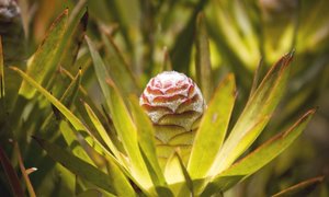 Kogelberg Nature Reserve