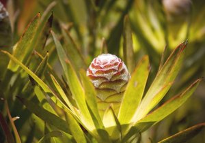 Kogelberg Nature Reserve
