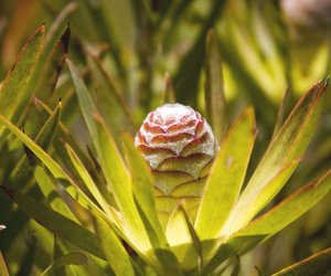 Kogelberg Nature Reserve