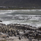 Visit the Stony Point Penguin Colony Visit the Stony Point Penguin Colony