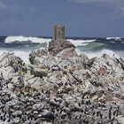Stony Point Penguin Colony