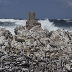 Stony Point Penguin Colony Stony Point Penguin Colony