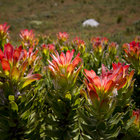 Common Pagoda - Mimetes cucullatus Common Pagoda - Mimetes cucullatus