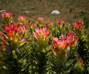 The Harold Porter National Botanical Garden