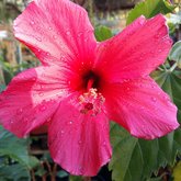 Hibiscus shrubs